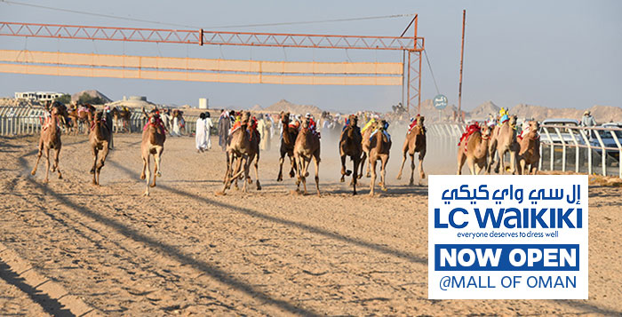 Camel race contests to begin from Saturday