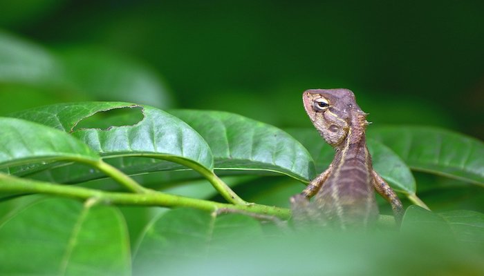 Permits for importing reptiles, wild insects into Oman suspended