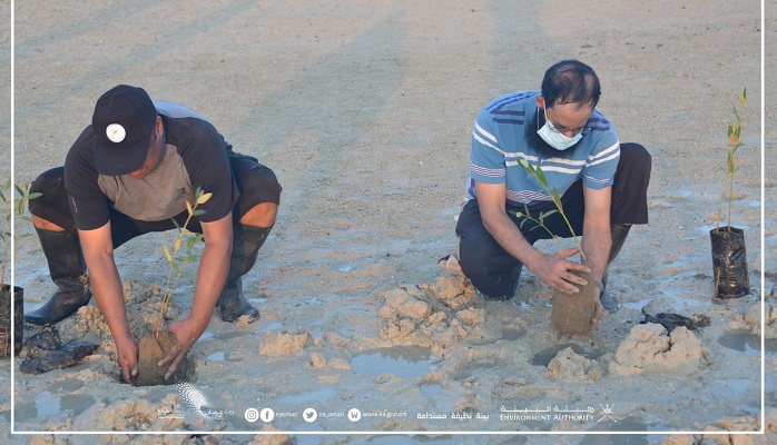 Over 13,000 mangrove saplings to be planted in Al Wusta