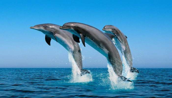 We Love Oman: Treat yourself to dolphin watching in Musandam