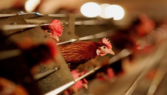 ألمانيا تسجل حالة تفشٍ جديدة لإنفلونزا الطيور في مزرعة