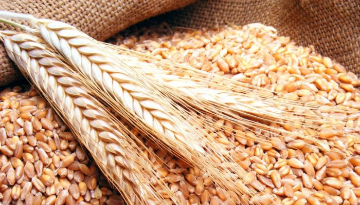 صادرات القمح العالمية ترتفع لمستوى قياسي