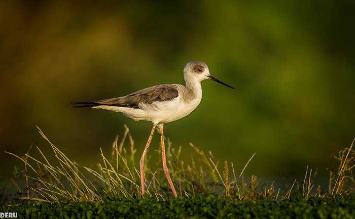 We Love Oman: Bird watching in Barr Al Hikman and Masirah Island