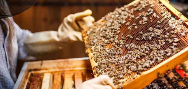 محافظة الظاهرة تسجل ارتفاعًا في عدد المهتمين بتربية نحل العسل