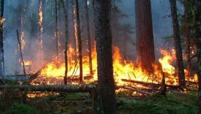 مشاكل عصبية تلحق بالإنسان والحيوان جراء حرائق الغابات