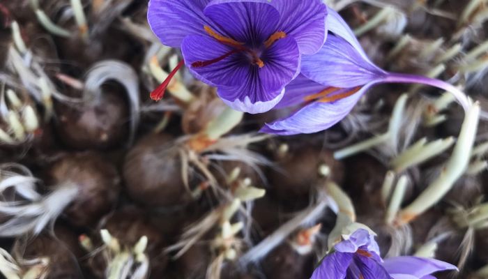 «الغافري» ينجح في تجربة زراعة الزعفران