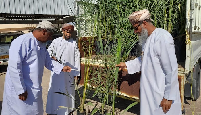 Date Palm offshoots distributed in Oman