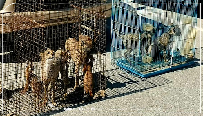 4 arrested for attempting to smuggle cheetahs