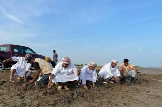 Mangrove planting campaign begins in Oman