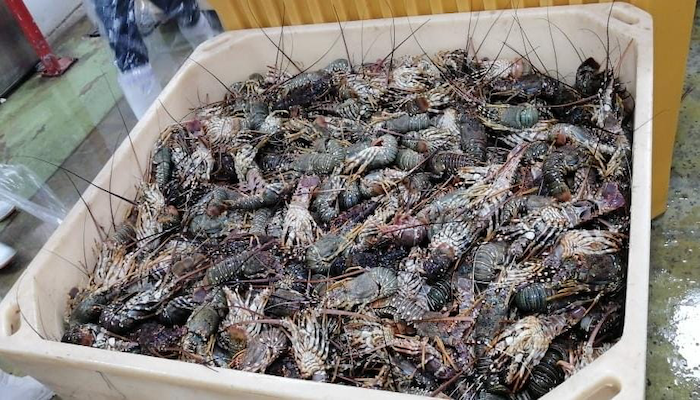 Illegal lobster haul seized in Muscat governorate