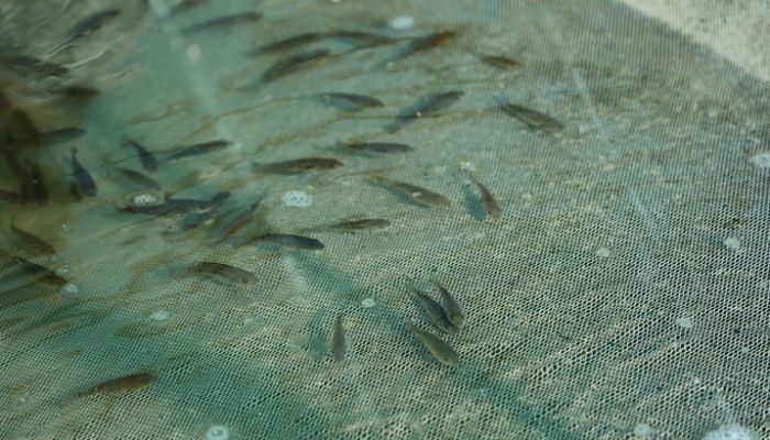 المزارع السمكية: رافد إضافي لزيادة الإنتاج السمكي في سلطنة عمان