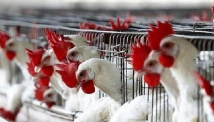 بقرار وزاري حظر استيراد الطيور من بعض الدول