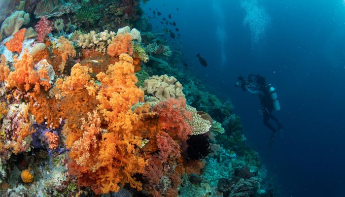 مشروع الشعاب المرجانية الصناعية لـ بر الجصة يحقق نجاحاً كبيراً