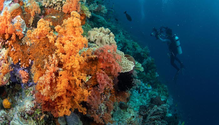 Barr Al Jissah's Artificial Reef Project scales new successes