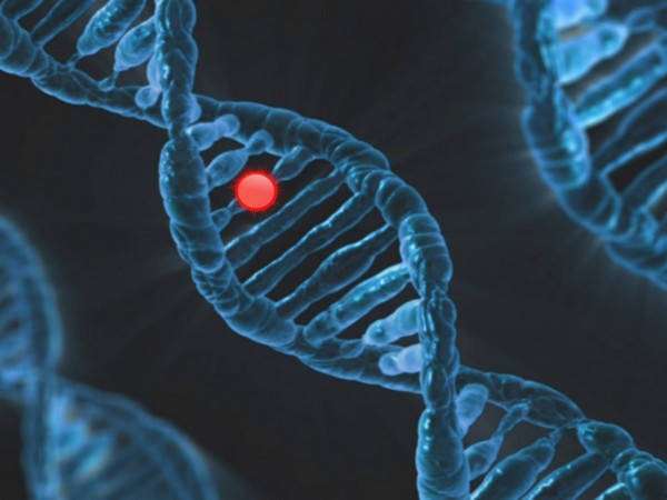 Genes linked to longer human lifespan: Study
