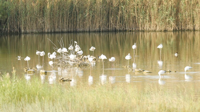 We Love Oman: Abundance of bird life at Al Ansab Wetland