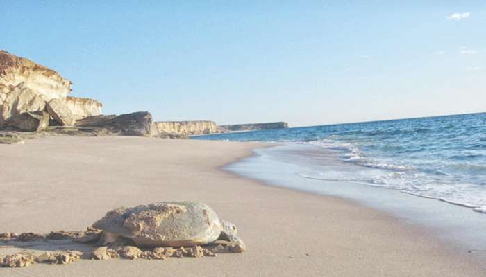 We Love Oman: An insight into the life of turtles at Ras Al Jinz:
