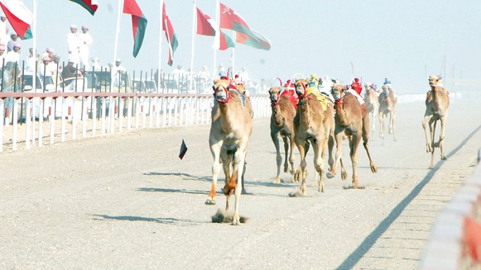 Al Bashayer Arabian camel racing  festival to kick off on February 28