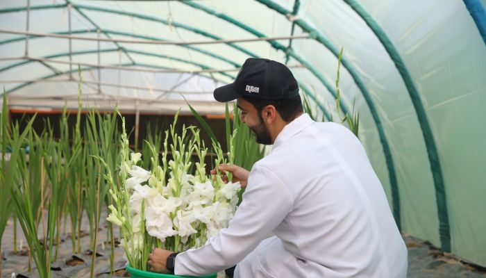 فريق من جامعة السُّلطان قابوس ينجح ولأول مرة في زراعة  أزهار’الجلاديولس’