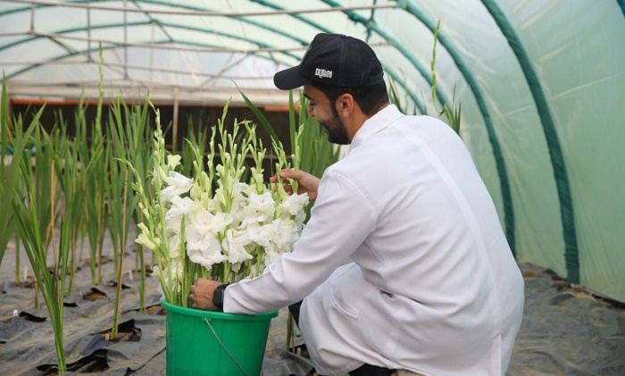 In a first, SQU researchers grow Gladiolus in Oman