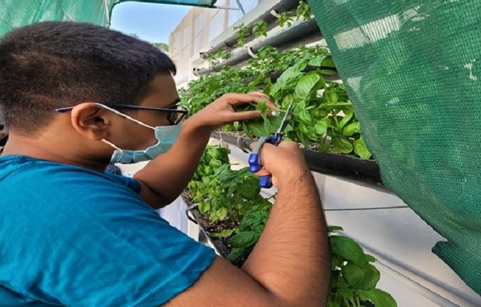 Hydroponics Project of ISM harvests rich crop of greens