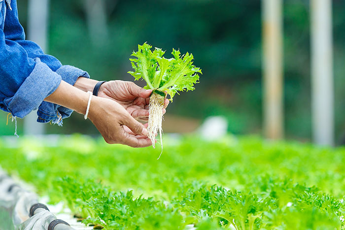 Get growing with hydroponic gardening in Oman