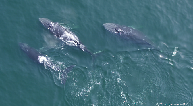 تزامنًا مع اليوم العالمي للحيتان.. 20 نوعًا من الحيتان موجودة في مياه سلطنة عُمان