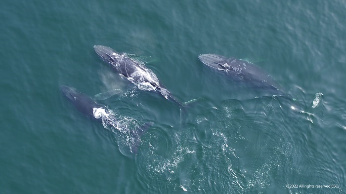 ESO to launch conservation, training effort to protect Arabian Humpback Whale