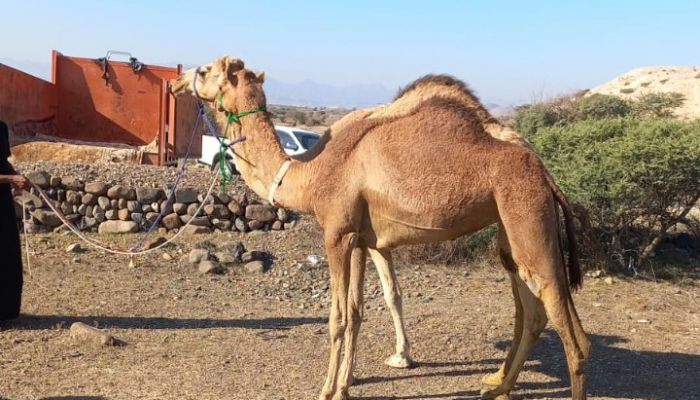 لضررها الجسيم..إطلاق حملة ميدانية على الحيوانات السائبة