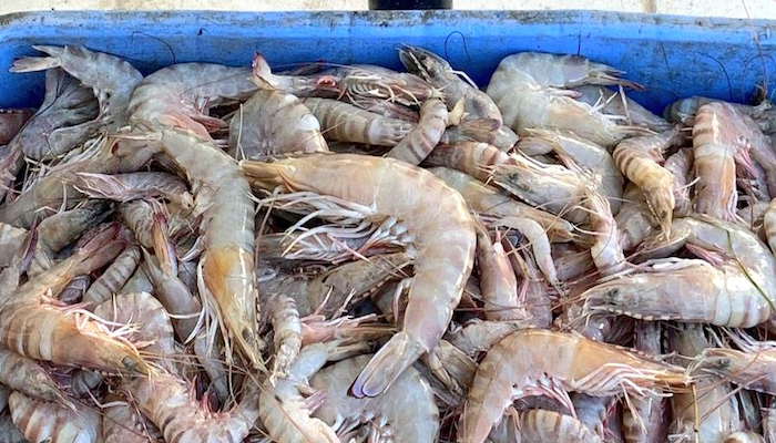 Illegal shrimp fishing racket busted, over 180 kilos of shrimp seized