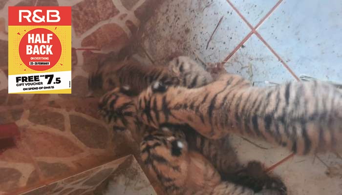 Birth of four tiger cubs delights Barka zoo
