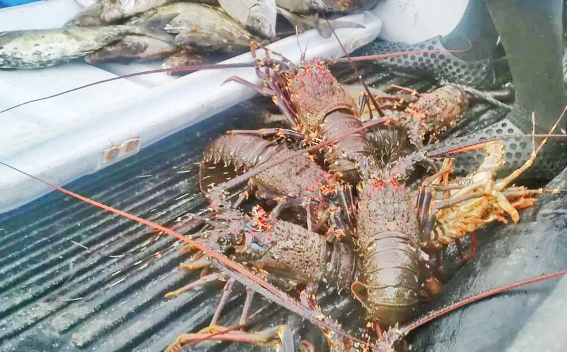 Lobster fishing season to begin in Oman