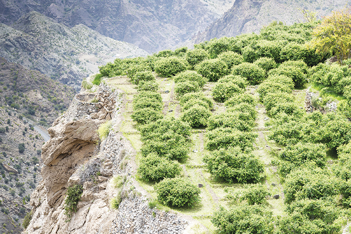 We Love Oman: Saiq Plateau, an agricultural wonderland