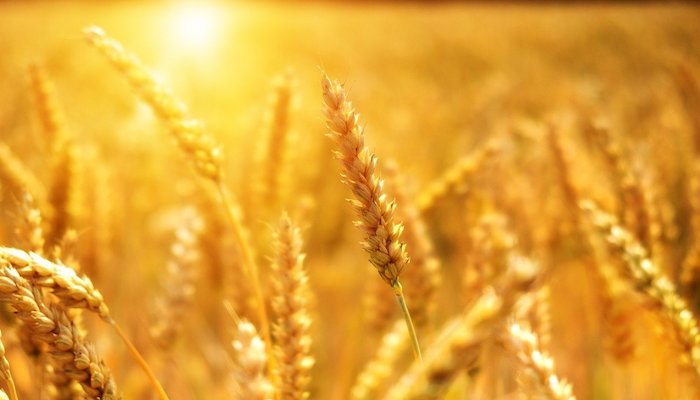 Middle East will suffer from the grain shortage due to the war in Ukraine