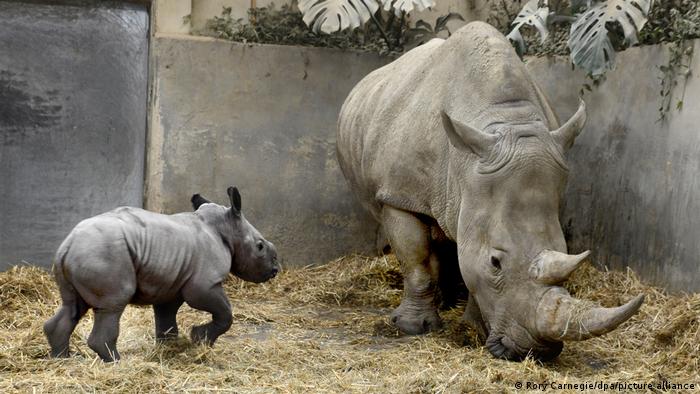 UK zoo names white rhino 'Queenie' after Elizabeth II