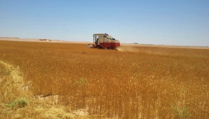 بدء موسم حصاد القمح بقرى ولاية الحمراء