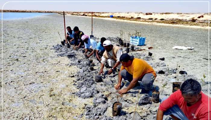 Environment Authority plants 7,000 saplings in Oman