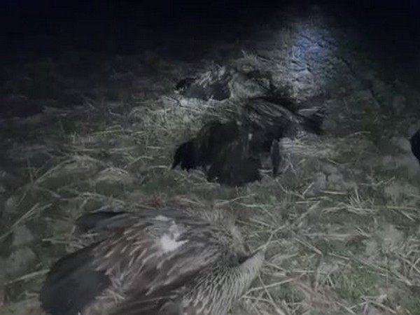 Nearly 100 endangered vultures found dead in Assam's Kamrup district