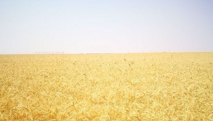محصول القمح بمزارع منطقة النجد يصل إلى قرابة 1500 طن