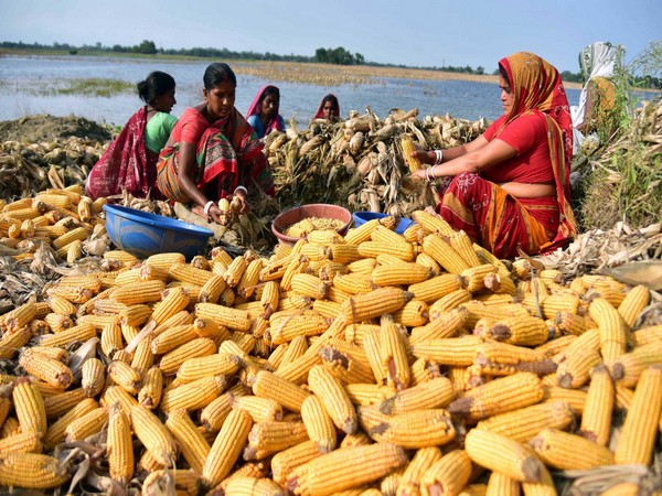 India's maize exports at all-time high of $816.31 million