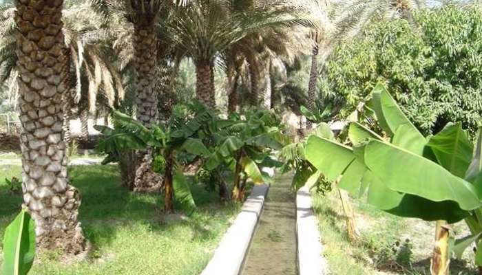United Nation’s FAO praises Oman’s groundwater policies