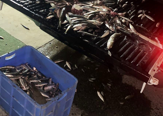 Nearly 1,000kgs of fish confiscated from street vendors in Muscat