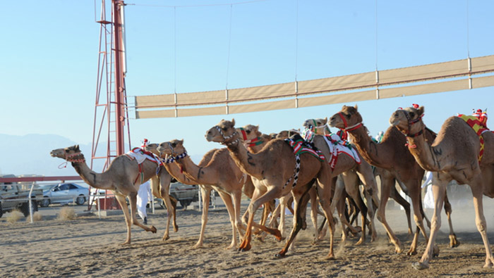 His Majesty the Sultan’s Cup camel  race to conclude on Thursday