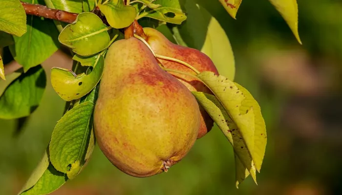 دراسة: تناول هذه الفاكهة يساعد على الحماية من السرطان