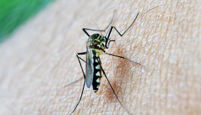 Several new Dengue cases registered in Oman