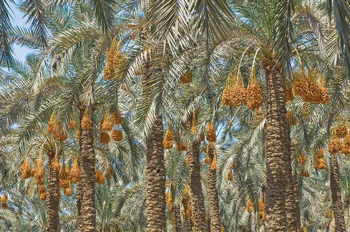 We Love Oman: Date plantations of Birkat Al Mouz