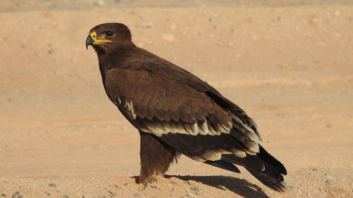 Annual field survey to count steppe eagle concludes