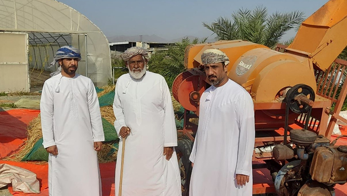 Wheat harvesting season begins in North Al Batinah