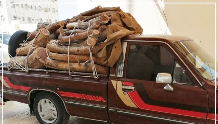 ضبط شخص قام بالاحتطاب دون ترخيص