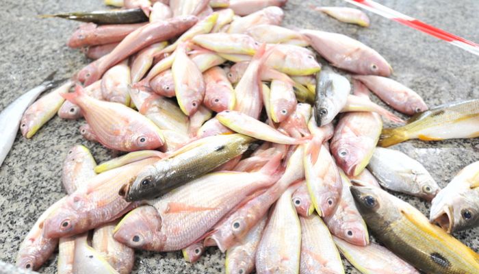جنوب الشرقية والوسطى تستحوذان على  70.1% من إنتاج سلطنة عُمان من الأسماك